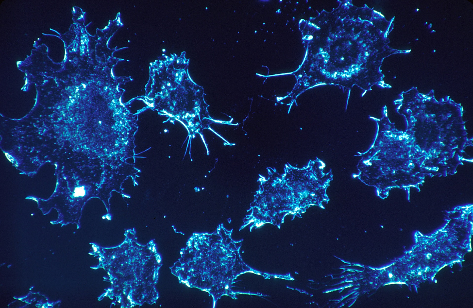 cells