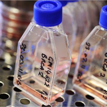 Cell culture flasks in laboratory incubator.