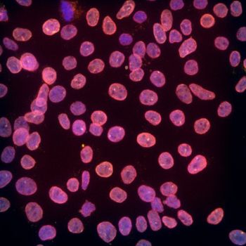 Microscopic view on cells on a dark background.
