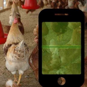 chicken app