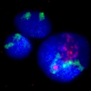Colourful fluorescent microscopy image showing cells with blue nuclei and green and red fluorescence.
