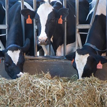 cows