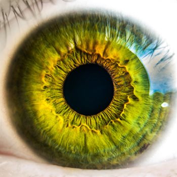 eye
