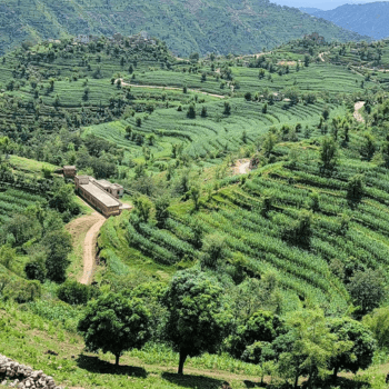 Photo of cultivated land in Yemen