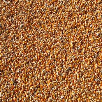 maize350x350