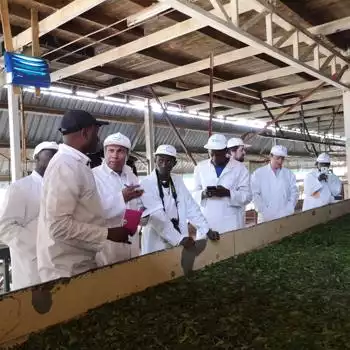 kenya tea production