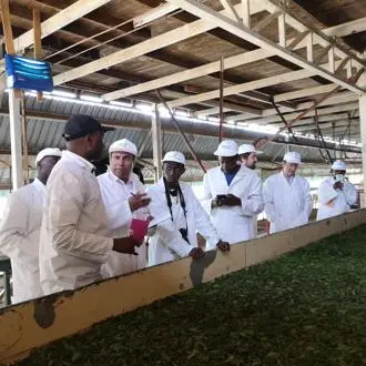 Innovative solar energy technology for Kenyan tea industry