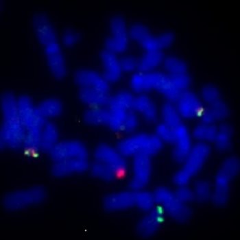 microscope image of cells