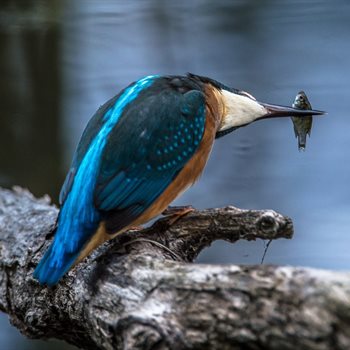 kingfisher