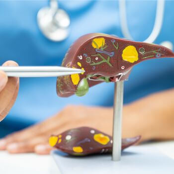 A medican professional presenting a model liver.