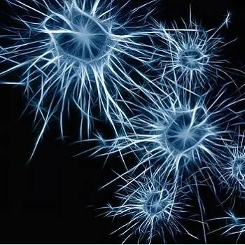 neurons-CCN