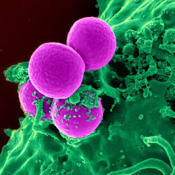 neutrophils