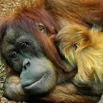 orangutan family 