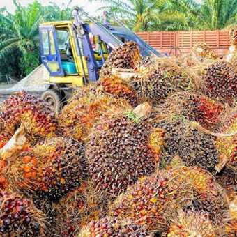 farming palm fruit