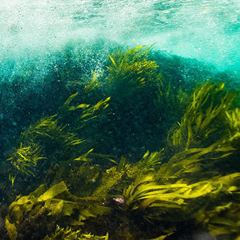 Seaweed underwater
