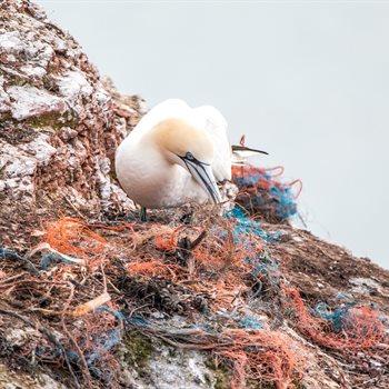 bird on plastic