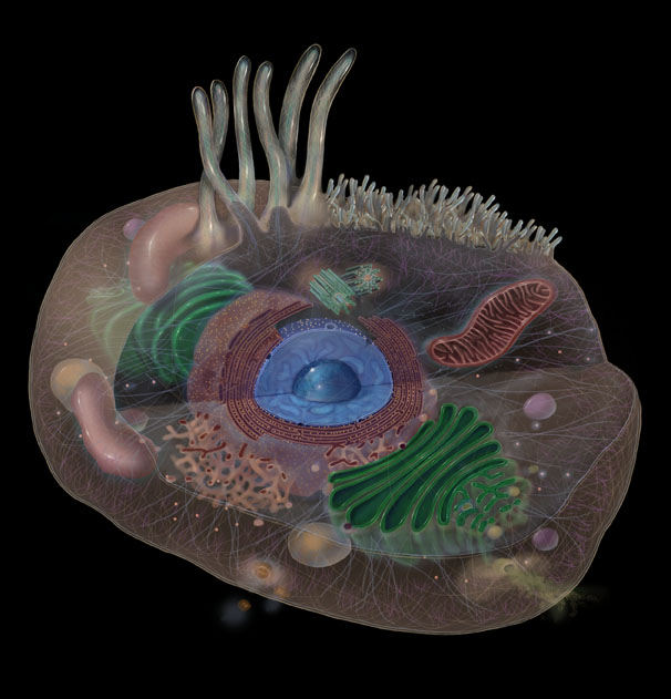 sphingolipid