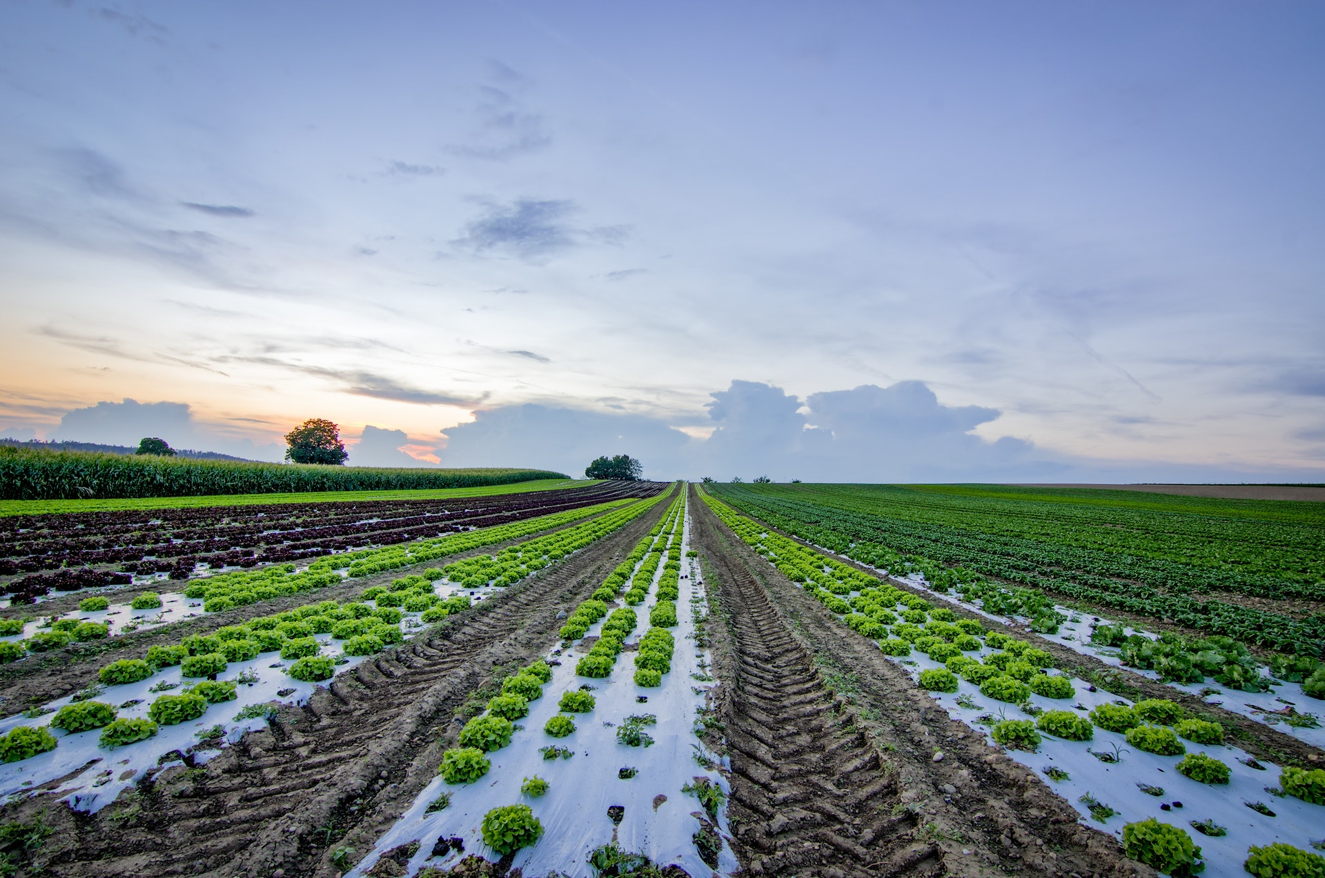 vegetable field