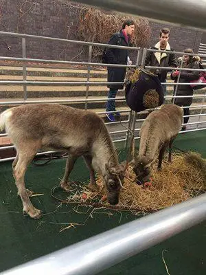 Raindeer