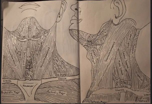 Illustration of neck anatomy featuring labeled muscles in detailed sketch format.