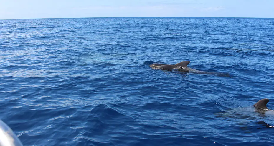 Brunel Environmental Sciences students on whale-watching in Tenerife