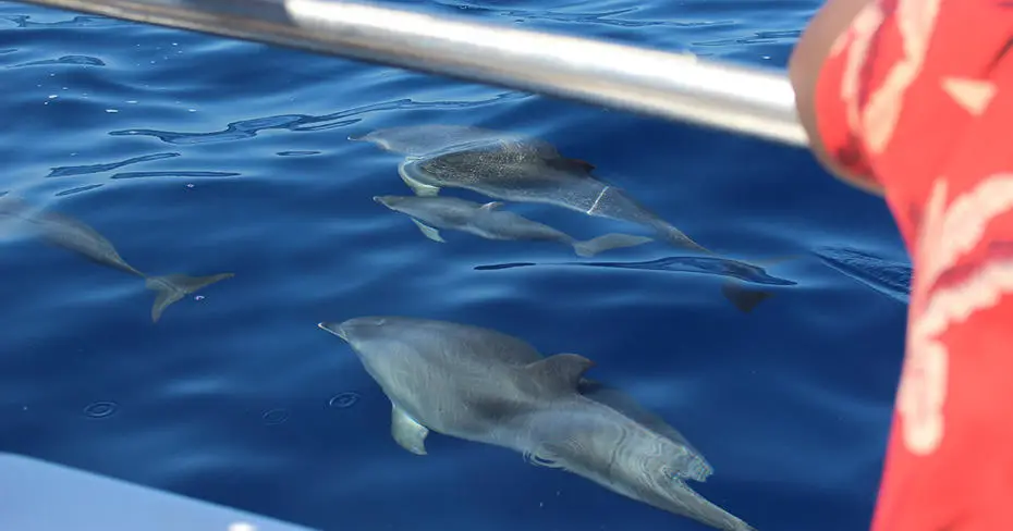 Brunel Environmental Sciences students on whale-watching in Tenerife