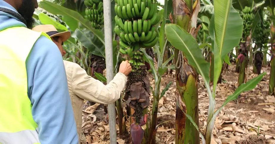 Banana plantation farm