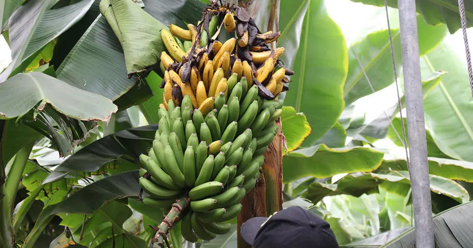 Banana plantation farm