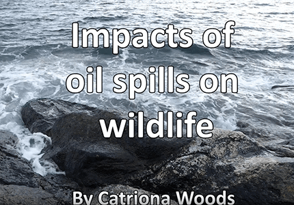 Environmental Sciences student video: Impacts of oil spills on wildlife